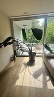 Zimmerpflanze Strelitzia mit Übertopf 