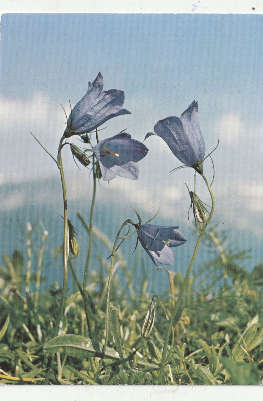 Cartoline postali: 10 Schöne Blumenkarten – Usato da Lumbrein venduto da made02 2