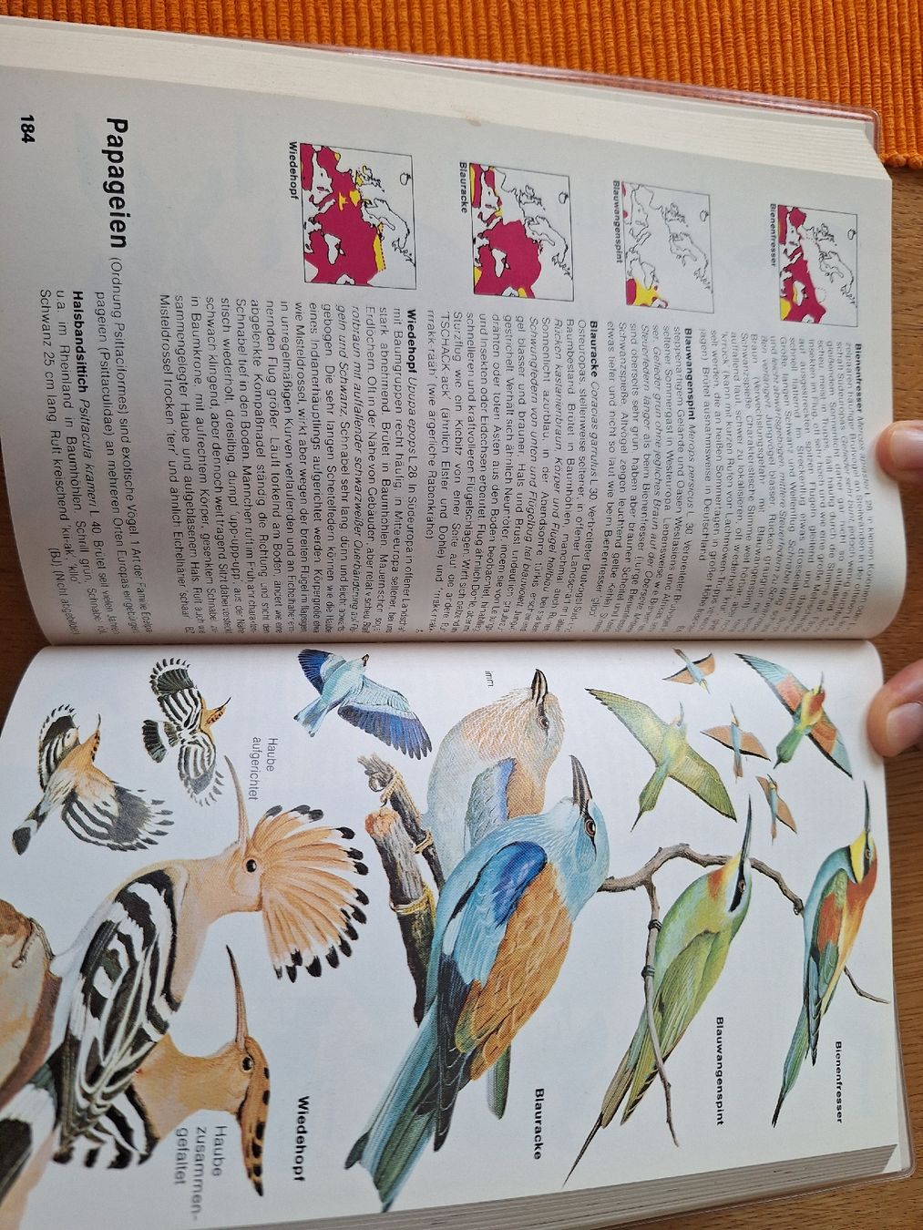 Libri: Kosmos Naturführer Der Kosmos-Vogelführer  – Usato da Sempach Station venduto da Feuersalamander69 2