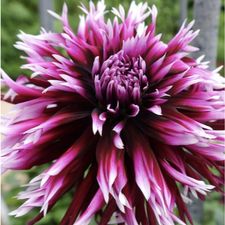 Profile image of Dhalia01