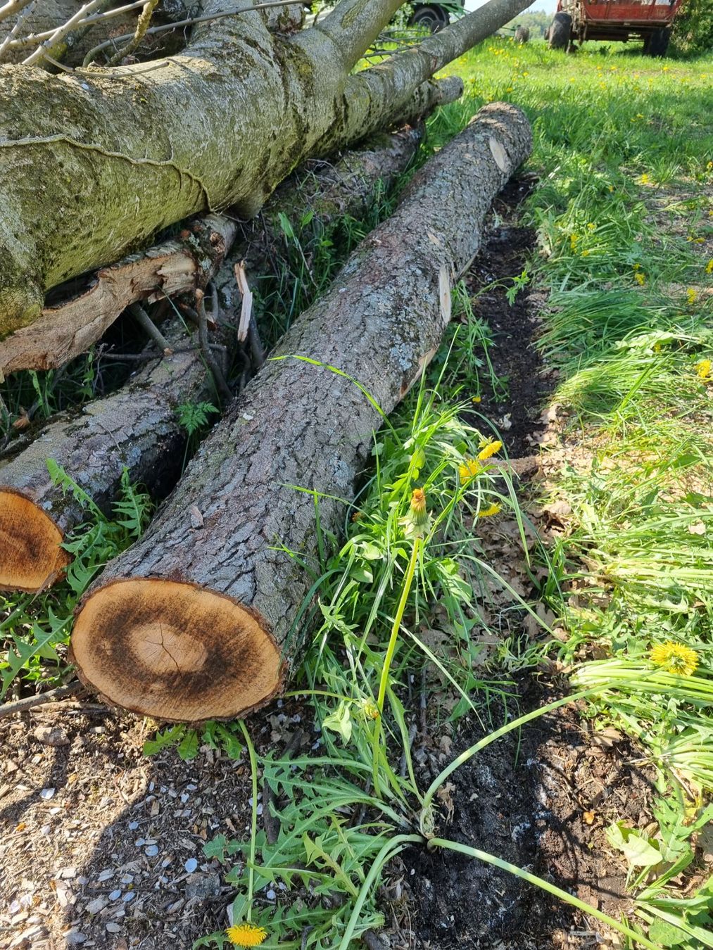 Articles en bois: Erle Baumstamm – D'occasion à Oberglatt ZH par bea1986 1