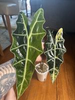 Alocasia Sanderiana Bull Aurea Variegata Rhizom (1-6)