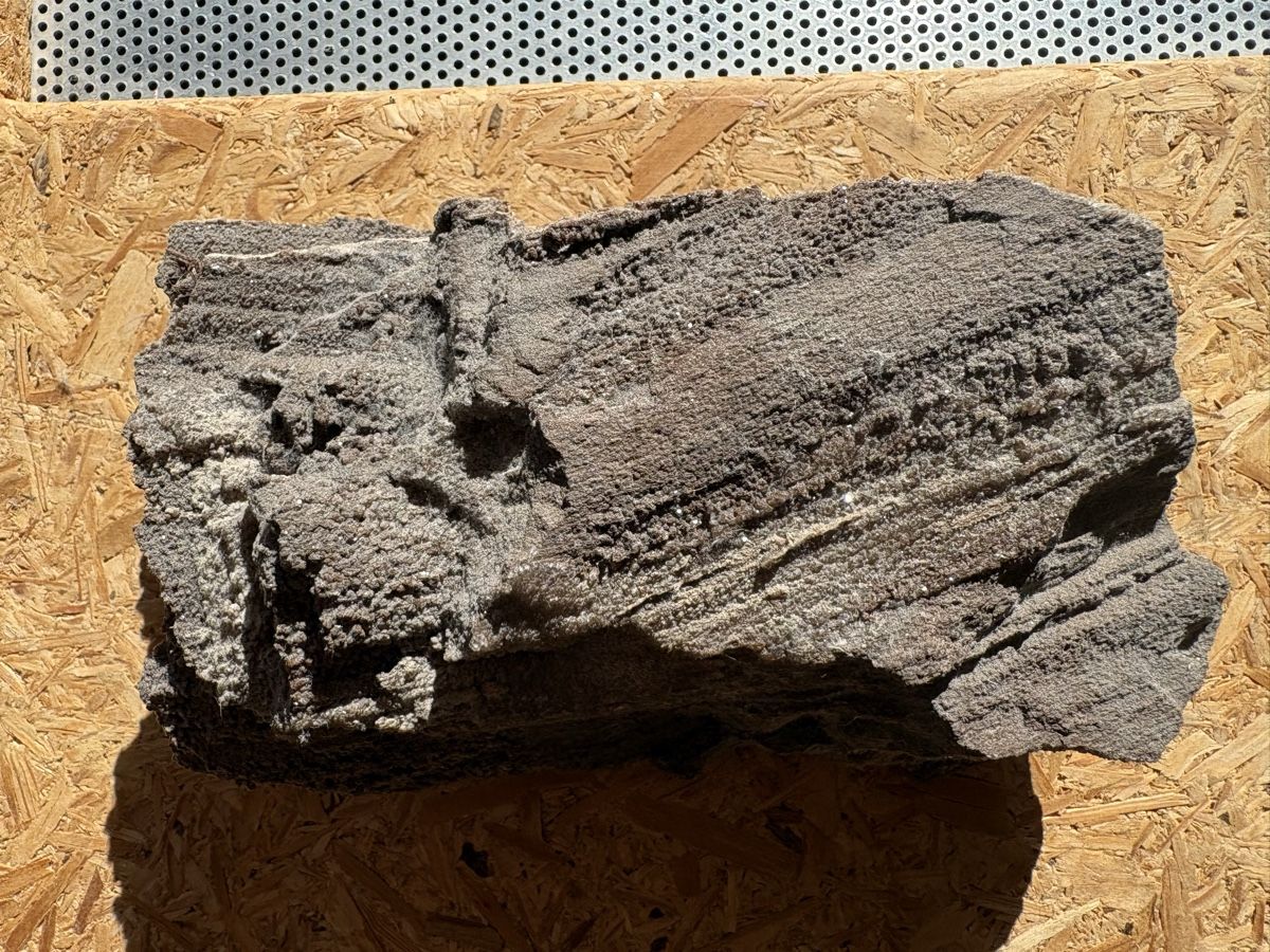 Fossili: Fossiles Holz – Usato da Biel/Bienne venduto da nimmes 1