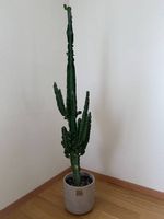  Männerpflanze « Bruce »  Euphorbia  153 cm
