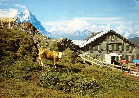Cartoline postali: GRINDELWALD Hotel Grosse Scheidegg - Kühe – Usato da Jona venduto da philajona