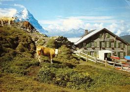 GRINDELWALD Hotel Grosse Scheidegg - Kühe