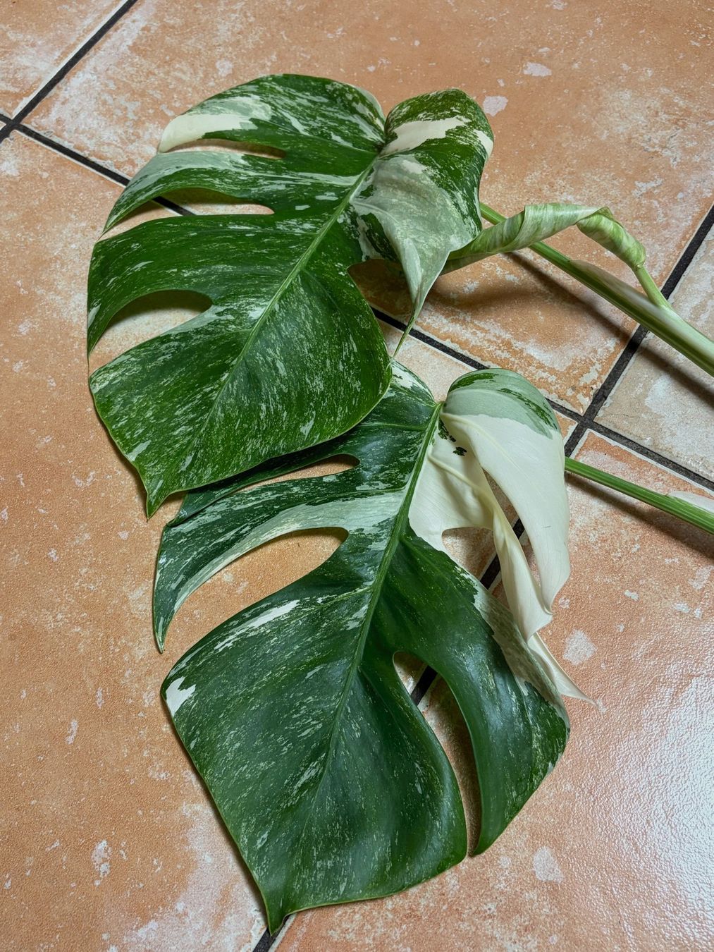 Plantes & graines: Monstera variegata, bewurzelter Steckling – Neuf (Voir description) à Winterthur par Aniger 6