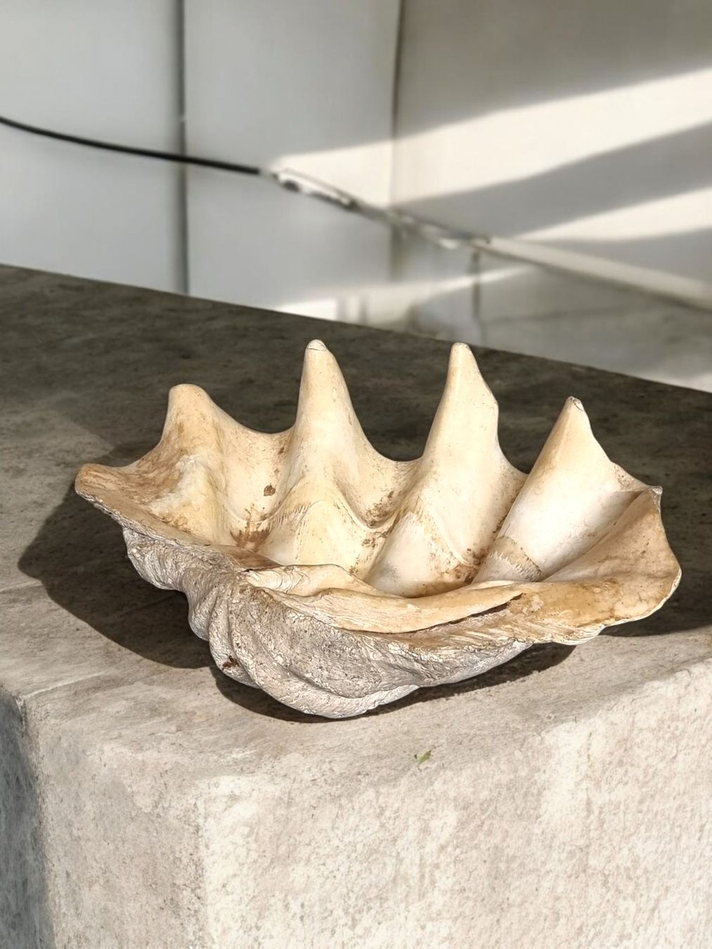 Fossilien: Riesenmuschel aus Indonesien – Gebraucht aus Zürich von Zuerichparis08 2