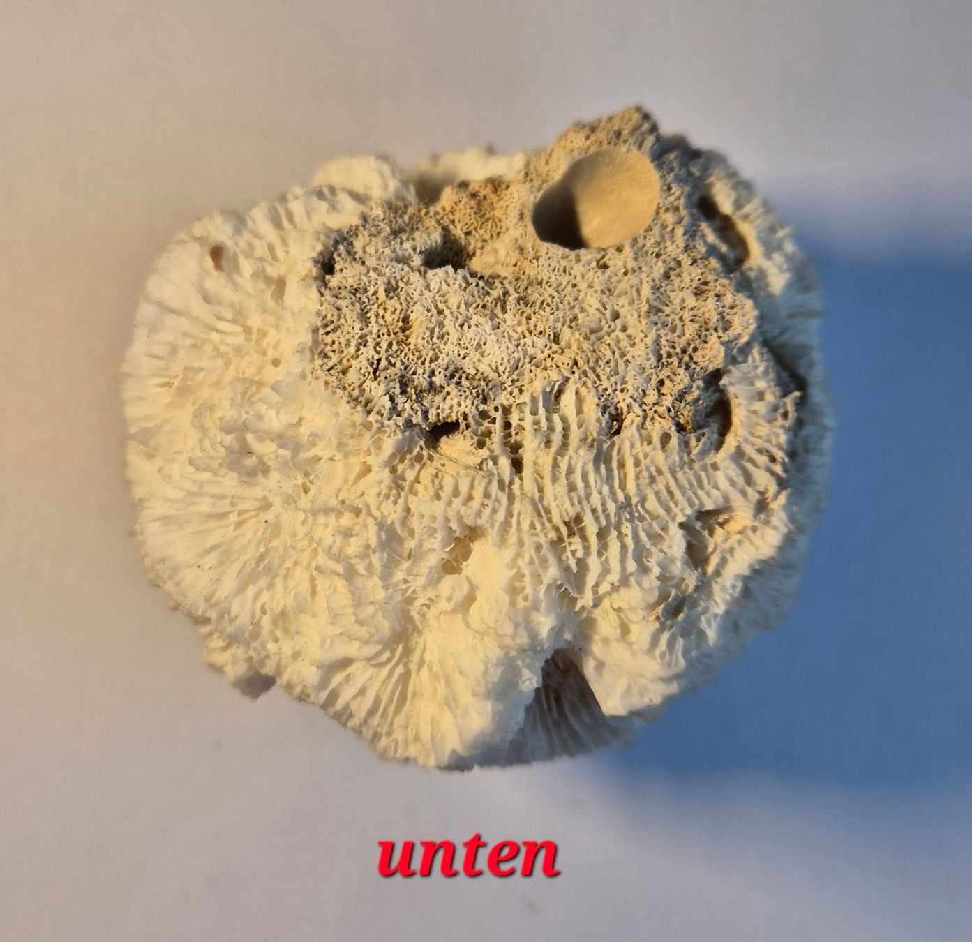 Minerali & Pietre curative: Korallen Stein – Usato da Luzern venduto da King_anubis 4