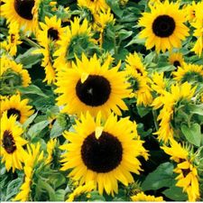 Profile image of Sonnenblume1984
