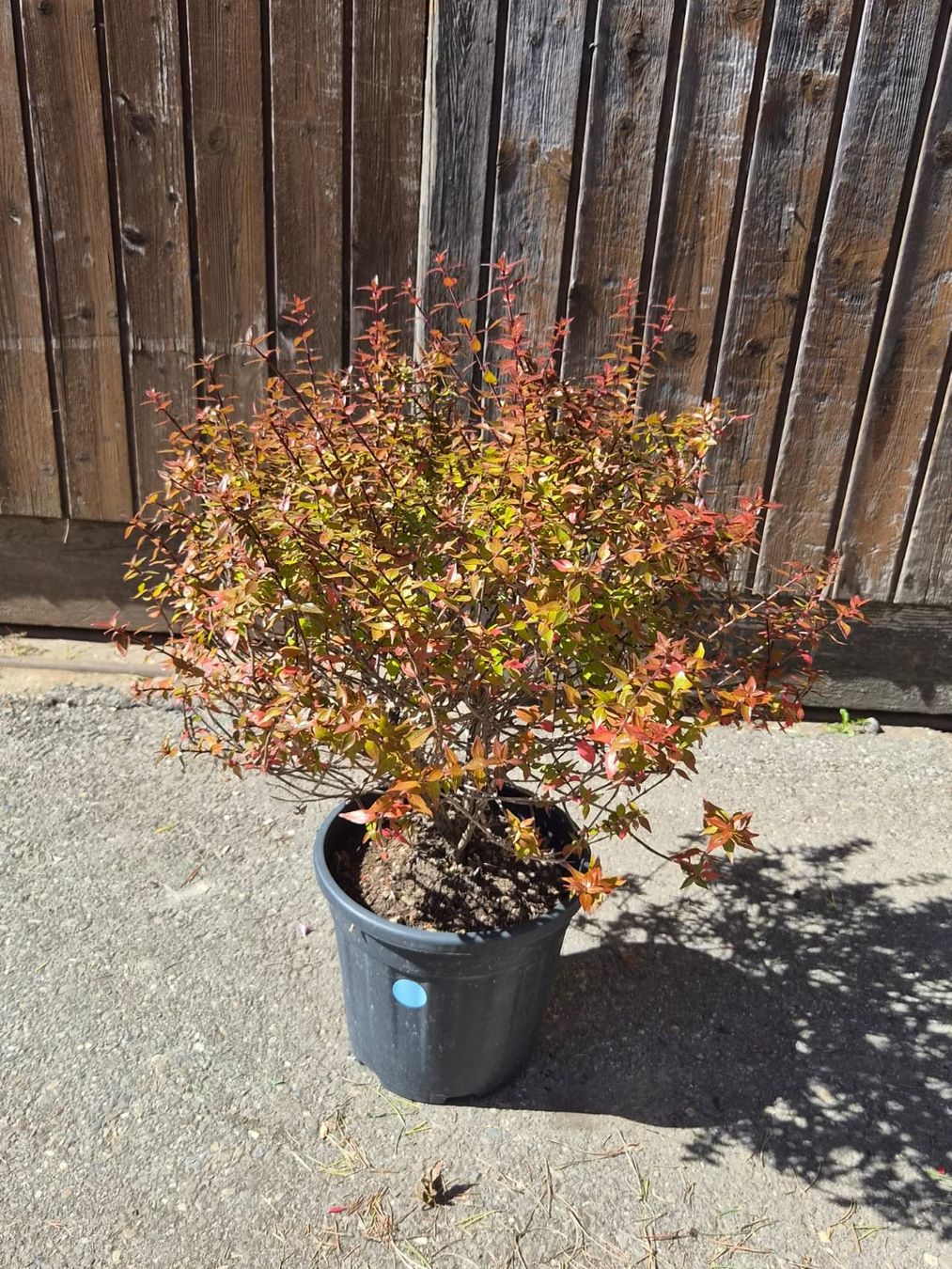 Plantes & graines: wunderschöne Abelia grandiflora 'Compacta' Pflanze – D'occasion à Forch par WeberC 1