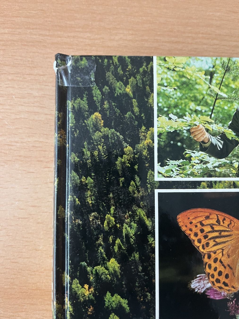 Libri: Das grosse Buch der Wälder und Bäume – Usato da Lausen venduto da Mondeo10628 2