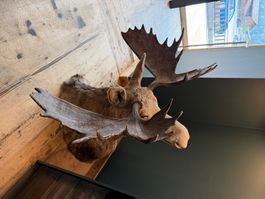 Elk Kopf