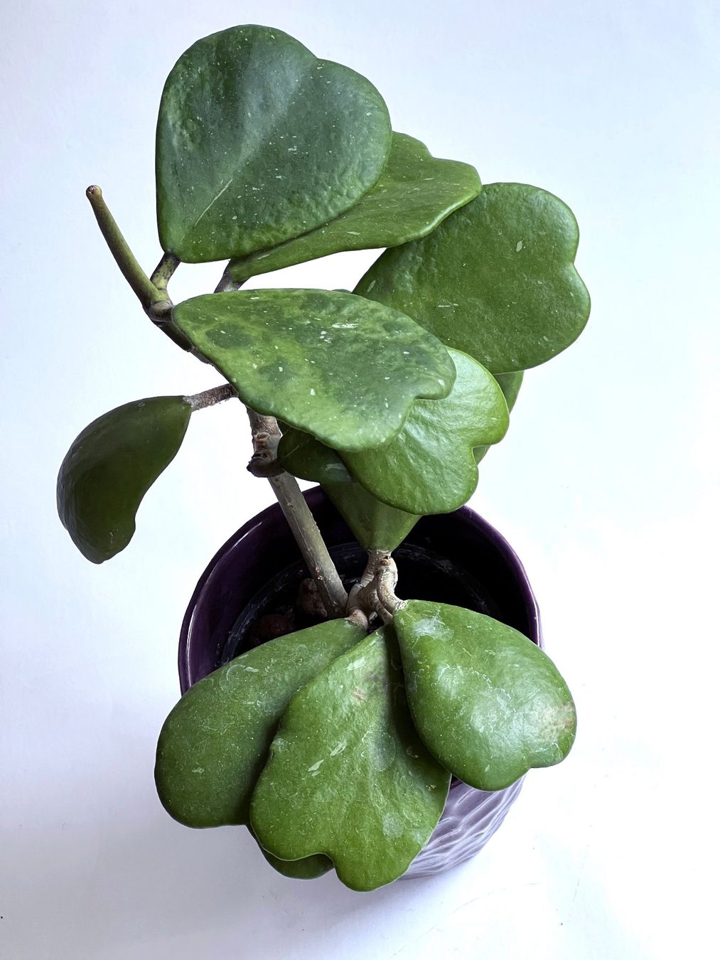 Piante & sementi: HOYA***KERRII***** – Nuovo (secondo la descrizione) da Dübendorf venduto da Orchid18