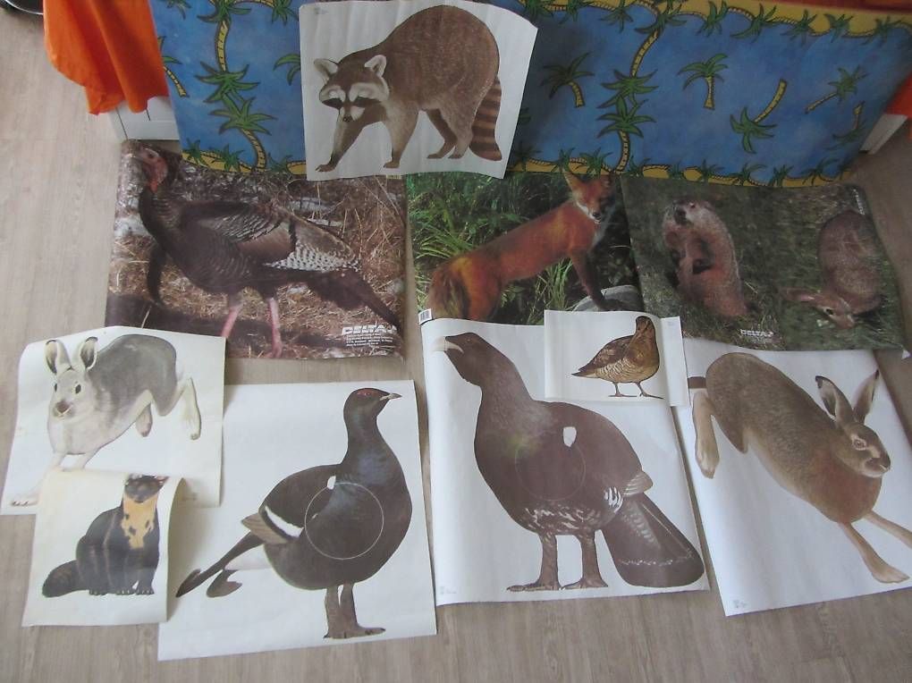 Bogenschiessen: Scheiben Auflagen Bogenschiessen Scheibenbild Diverse Tiere – Gebraucht aus Malters von moc_z8d9