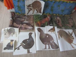 Scheiben Auflagen Bogenschiessen Scheibenbild Diverse Tiere