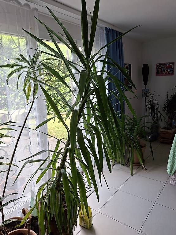 Piante & sementi: Yucca-Pflanze im Tontopf  – Usato da Altnau venduto da Brumm