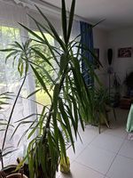 Yucca-Pflanze im Tontopf 