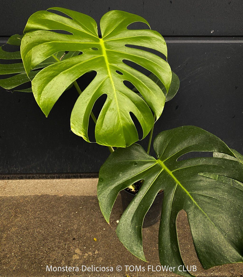 Piante & sementi: Monstera Deliciosa - echte, gross-blättrige Grundform – Nuovo e nell'imballaggio originale da Adliswil venduto da astom369 6