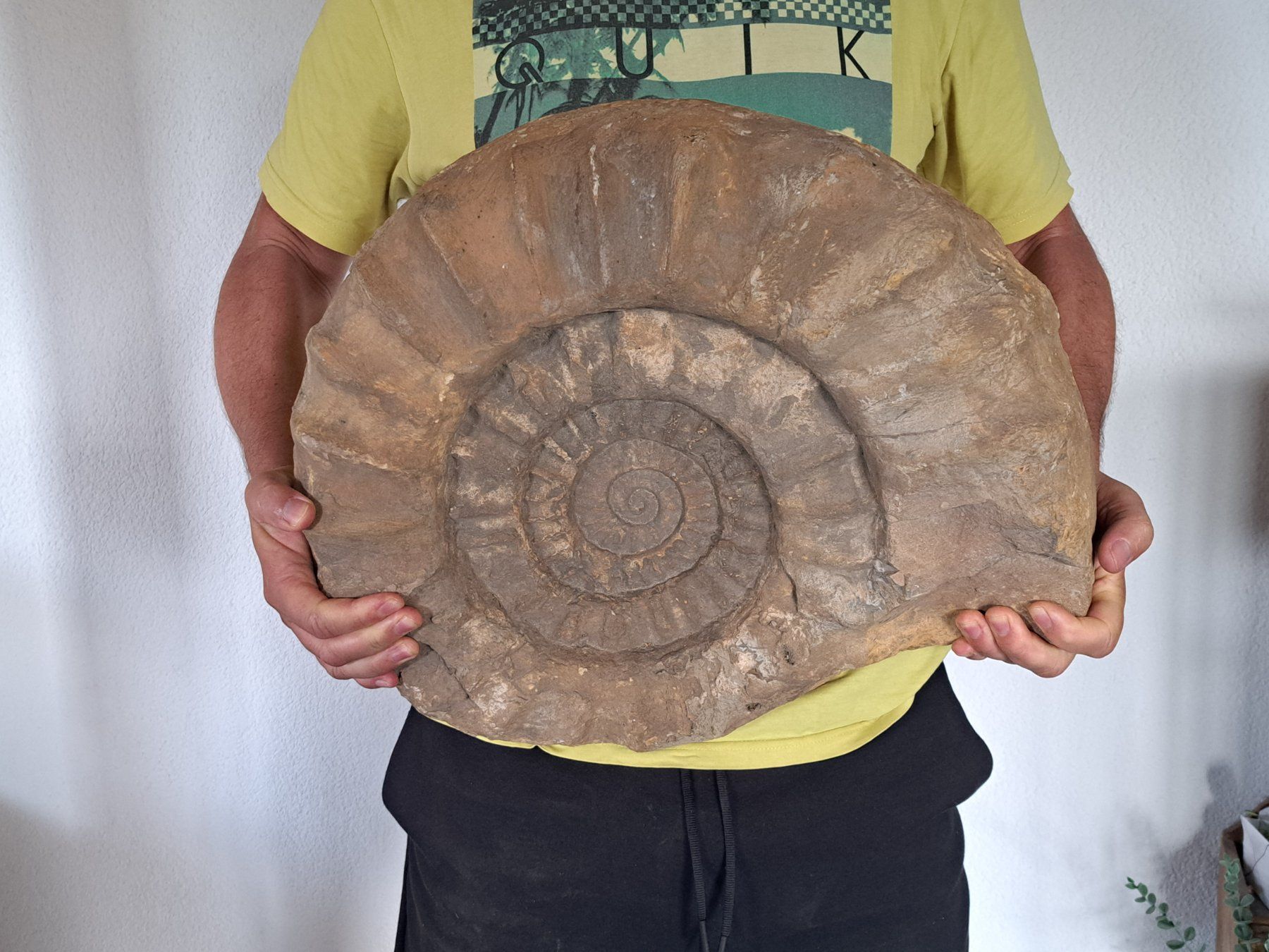 Fossili: Riesiger Ammonit - 28.9 kg – Usato da Wichtrach venduto da LuckyLuke69 1