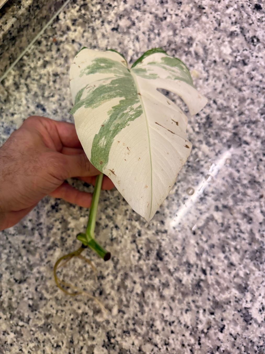 Luxus Monstera Variegata Samen Bild
