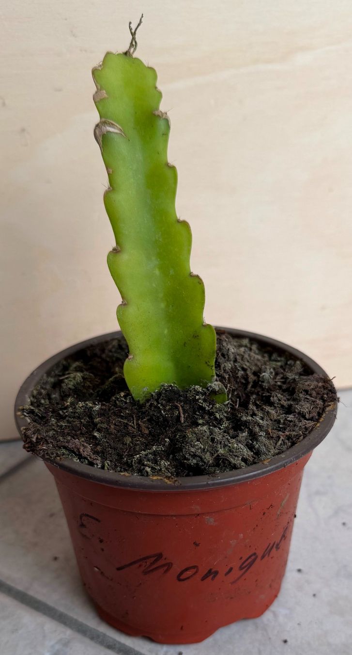 Piante & sementi: Epiphyllum "Monique" - eine Pflanze! – Nuovo (secondo la descrizione) da Steffisburg venduto da Petroselium 1