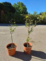2x Birnbaum ‘Doyenné du Comice’ – edle und aromatische