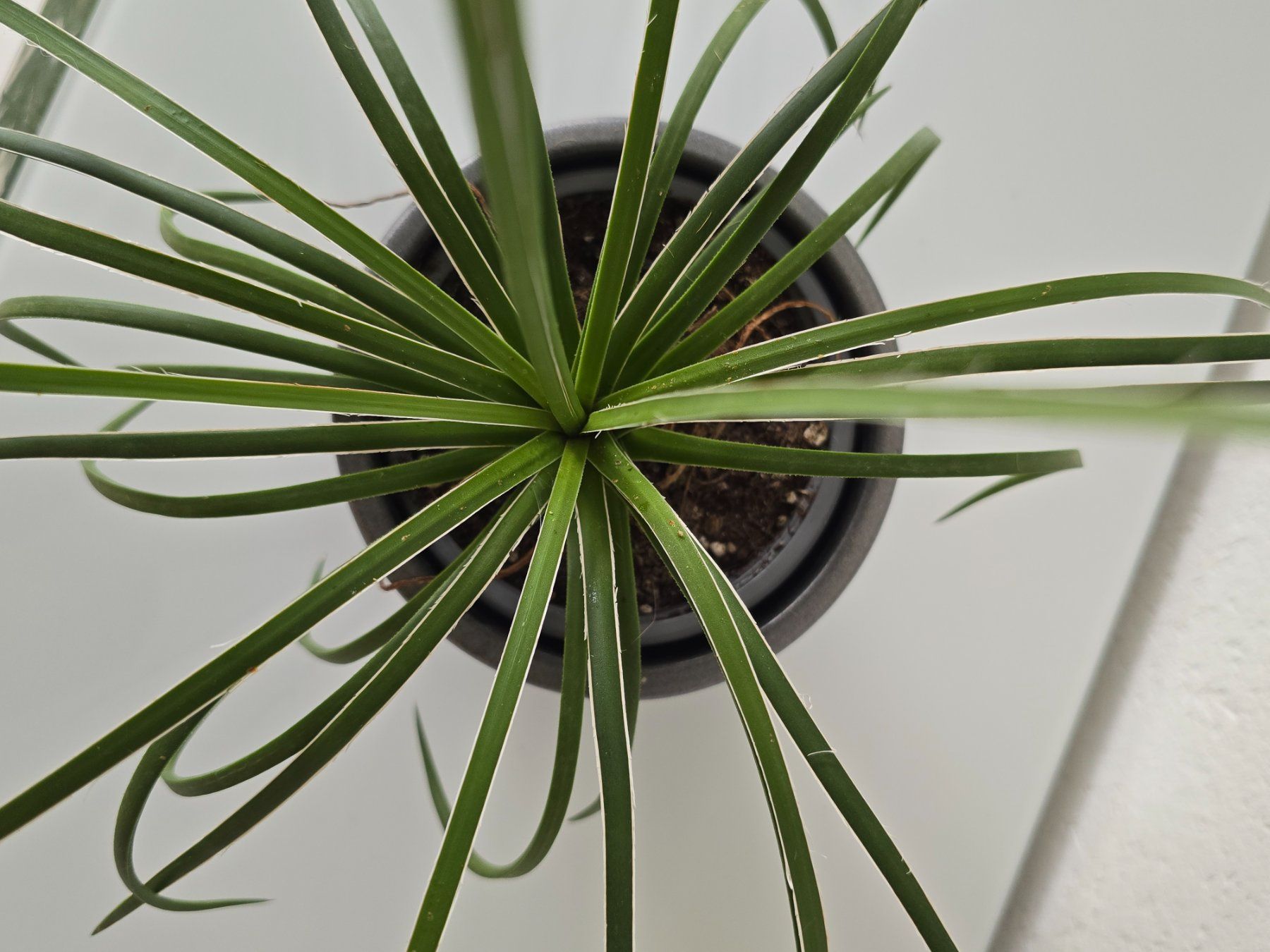 Plantes & graines: Jungpflanze Agave Geminiflora – Neuf (Voir description) à Aarburg par Glitzerschein 1