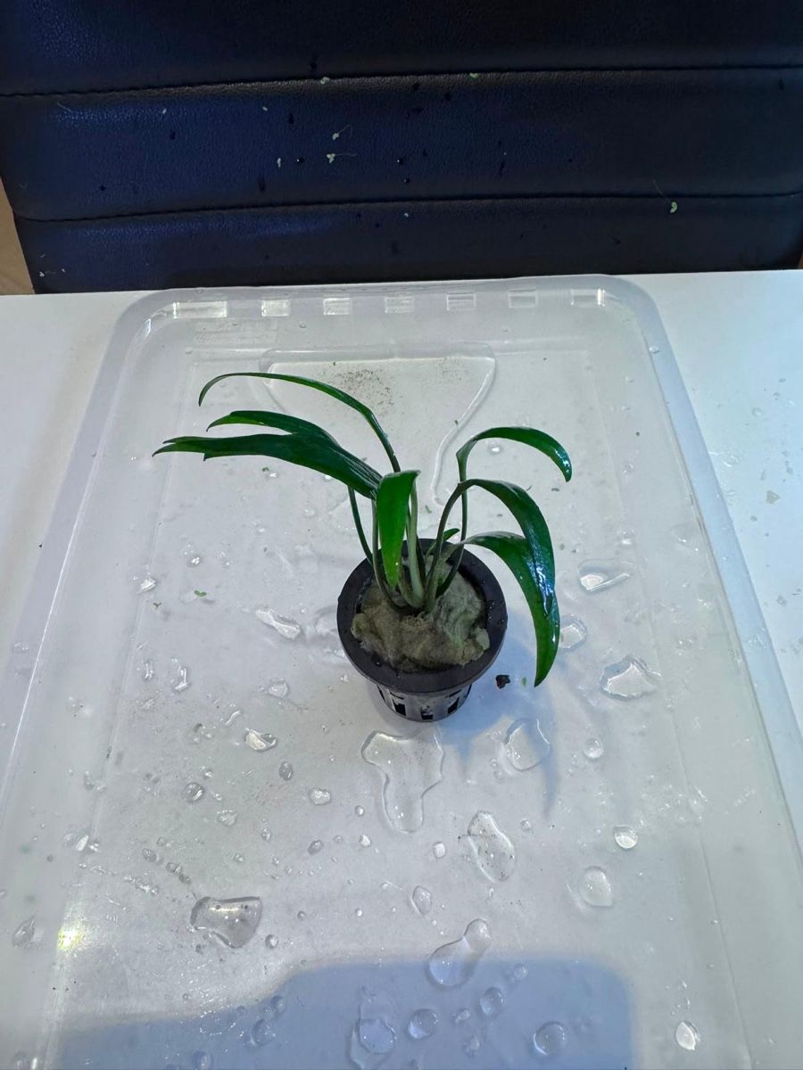 Plantes & graines: Aquarienpflanze – D'occasion à Moosseedorf par nicu006
