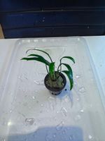 Aquarienpflanze