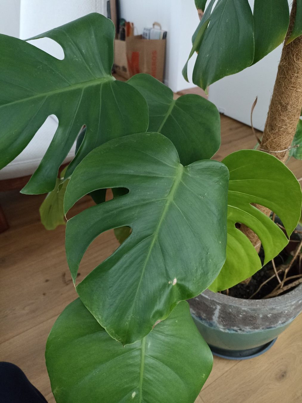 Pflanzen & Samen: Plante Monstera deliciosa – Gebraucht aus Renens VD von tasarte 2