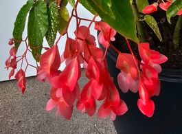 Rosa Forellenbegonie - Begonia Tamaya - Höhe ca. 70cm