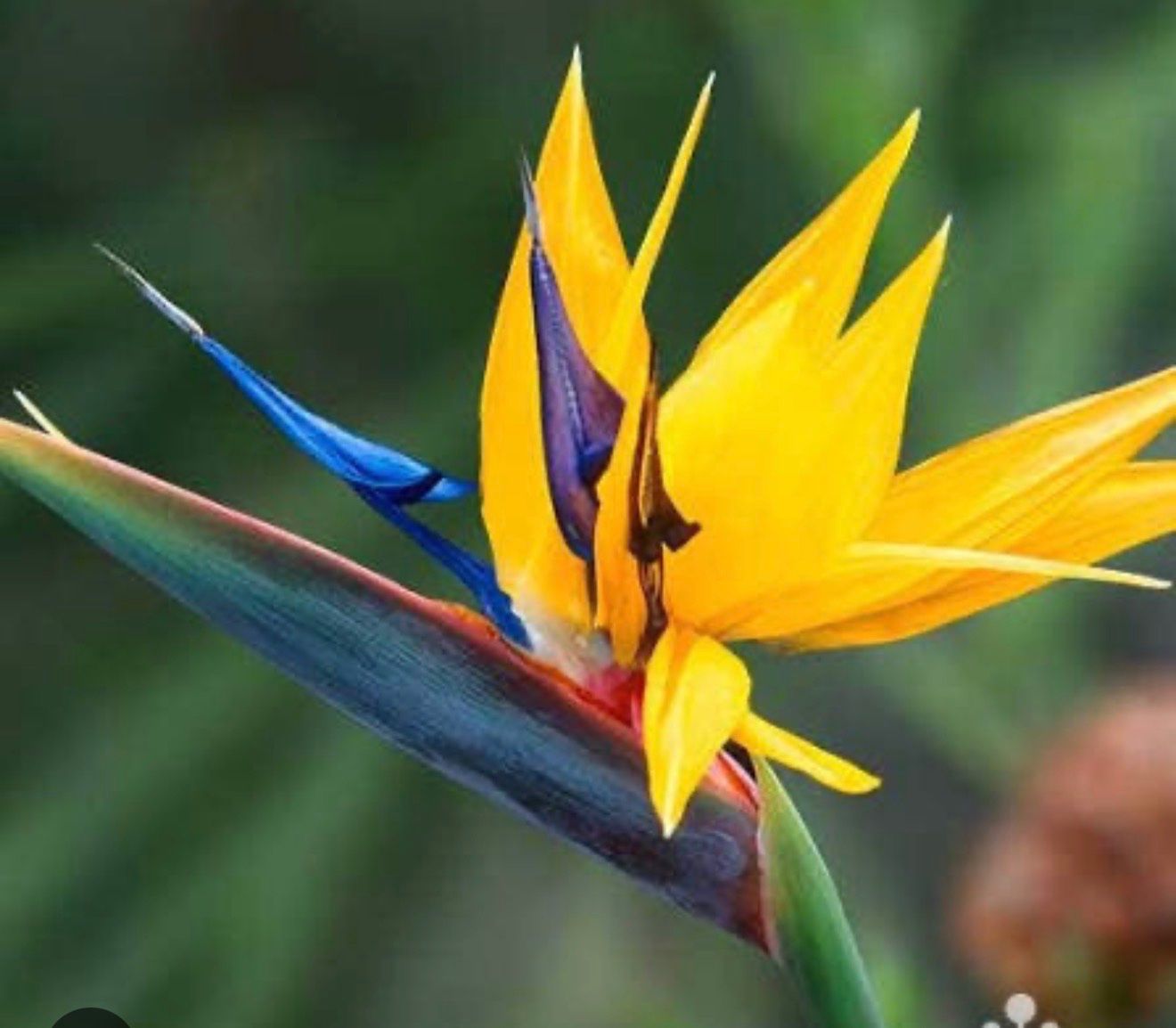 Piante & sementi: Strelizia Mandelas Gold – Usato da Dübendorf venduto da Highqualityonly 1