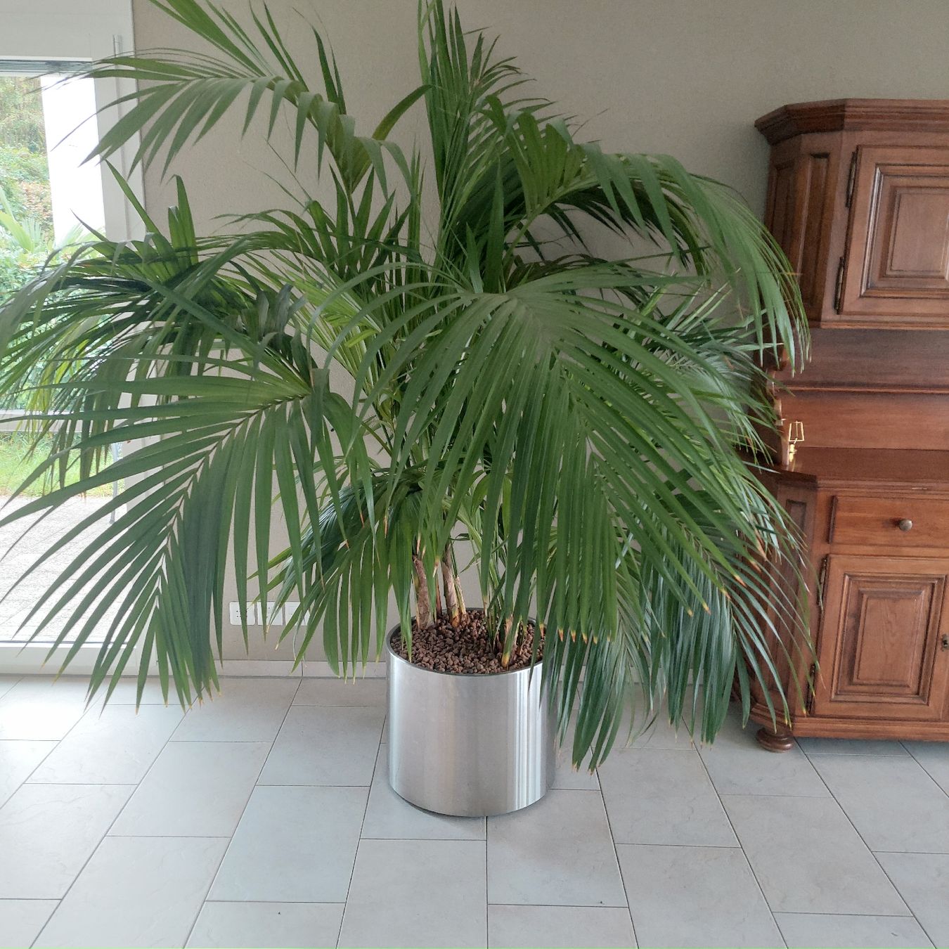 Pflanzen & Samen: GROSSE GESUNDE KENTIA PALME – Neu (gemäss Beschreibung) aus Honau von Blazer1 5