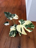 Monstera Thai Constellation💚