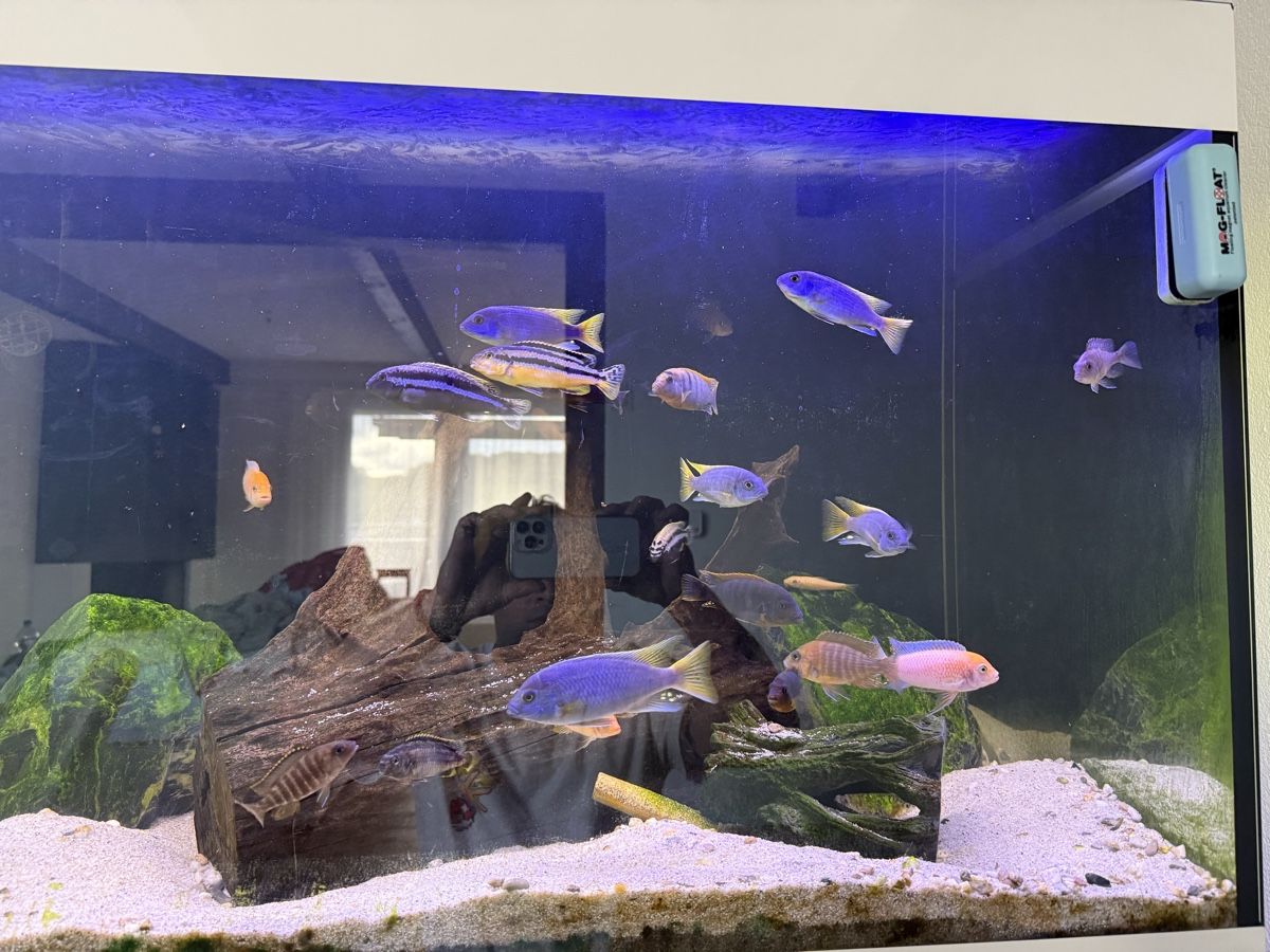 Aquarium: Eheim incipia 330 LED weiss – Gebraucht aus Menziken von Beshi90 4