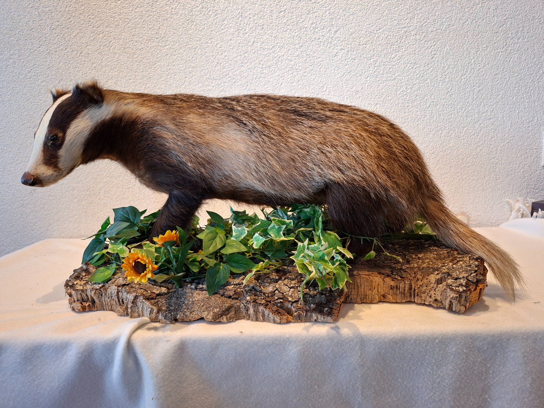 Il mondo degli animali: Dachs – Usato da Wünnewil venduto da Boschung1 1