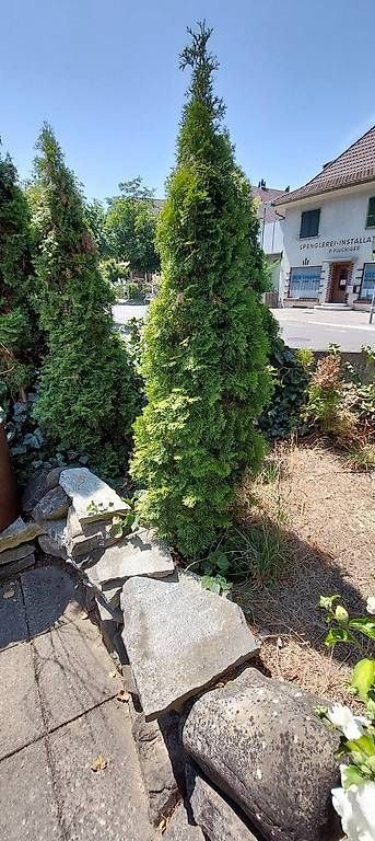 Piante & sementi: 6 Lebensbäume Thuja – Usato da Niederscherli venduto da Benta0 1