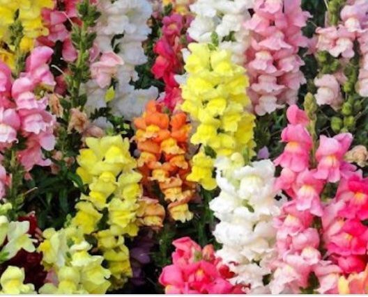Piante & sementi: Ab 5.- fr 30 SAMEN MIX LÖVENMAUL Bocca di leone – Nuovo e nell'imballaggio originale da Rovio venduto da POSITIFFARTandPLANTS 6