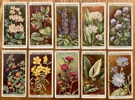 1923 - 10 Antike WILD FLOWERS Sammelbilder England - Blumen