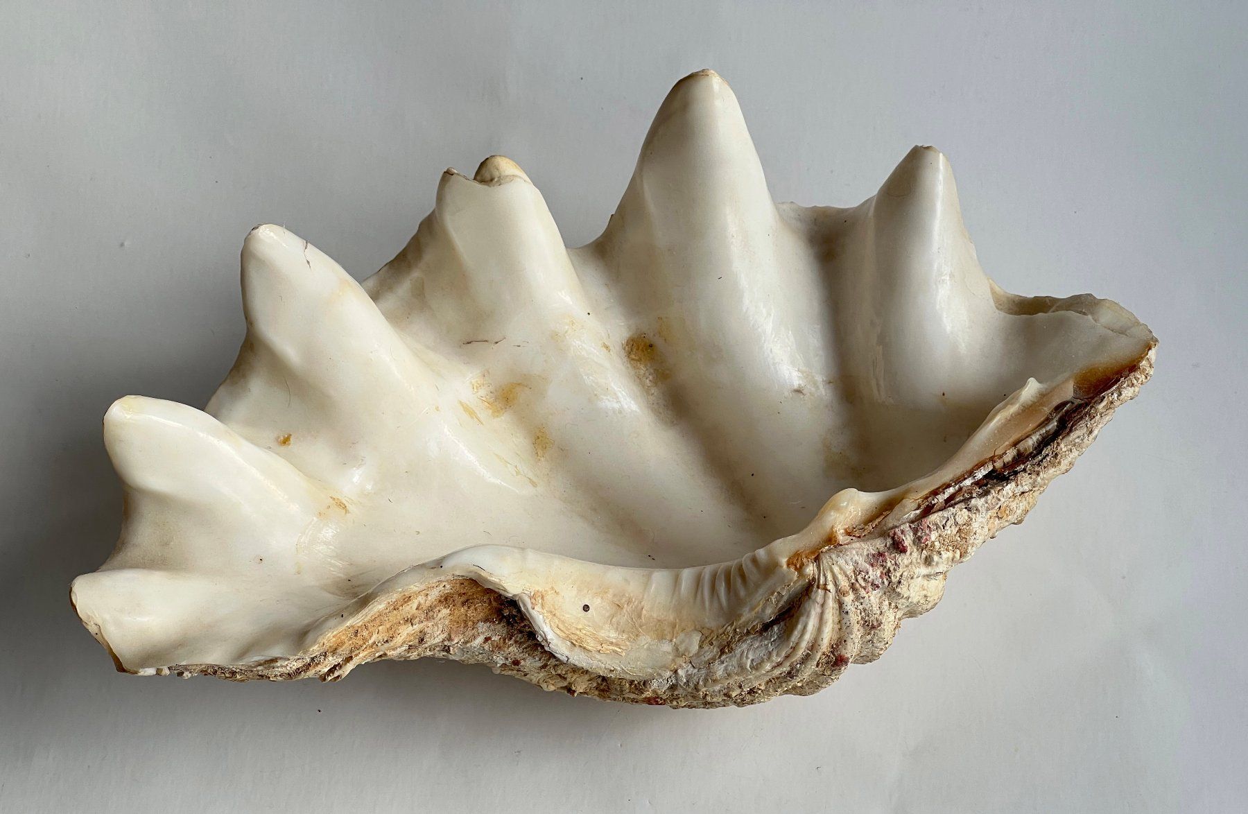 Tutte le decorazioni: Grosse natürliche Muschelschale***** – Usato da Dübendorf venduto da Smisbox 1