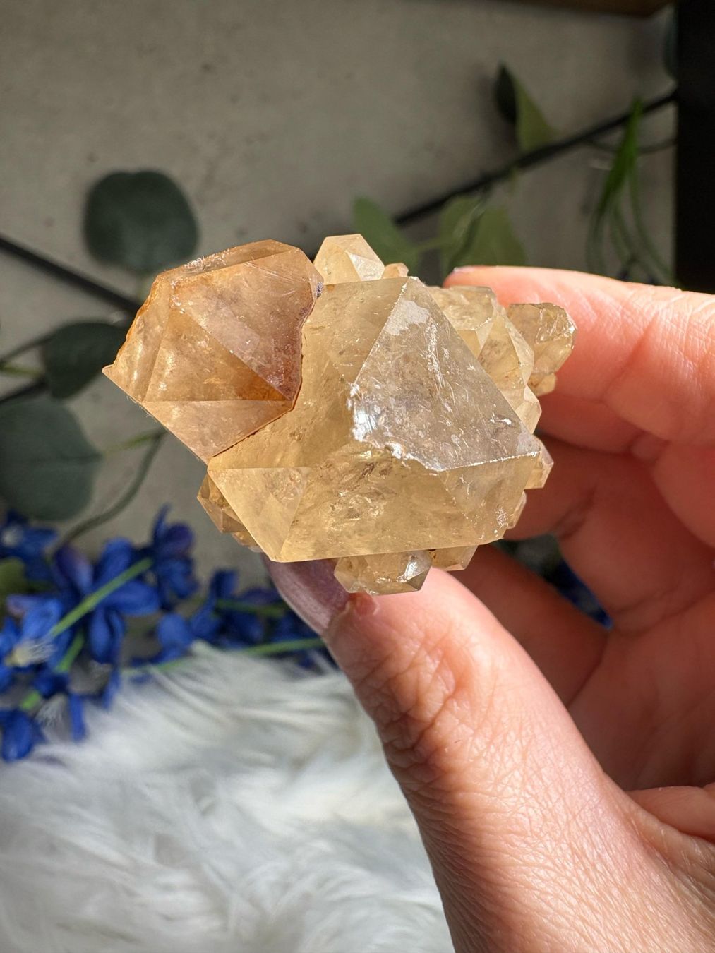 Minerali & Pietre curative: Kundalini Citrin Cluster mit Phantom – Nuovo (secondo la descrizione) da Neuheim venduto da m.hald 5
