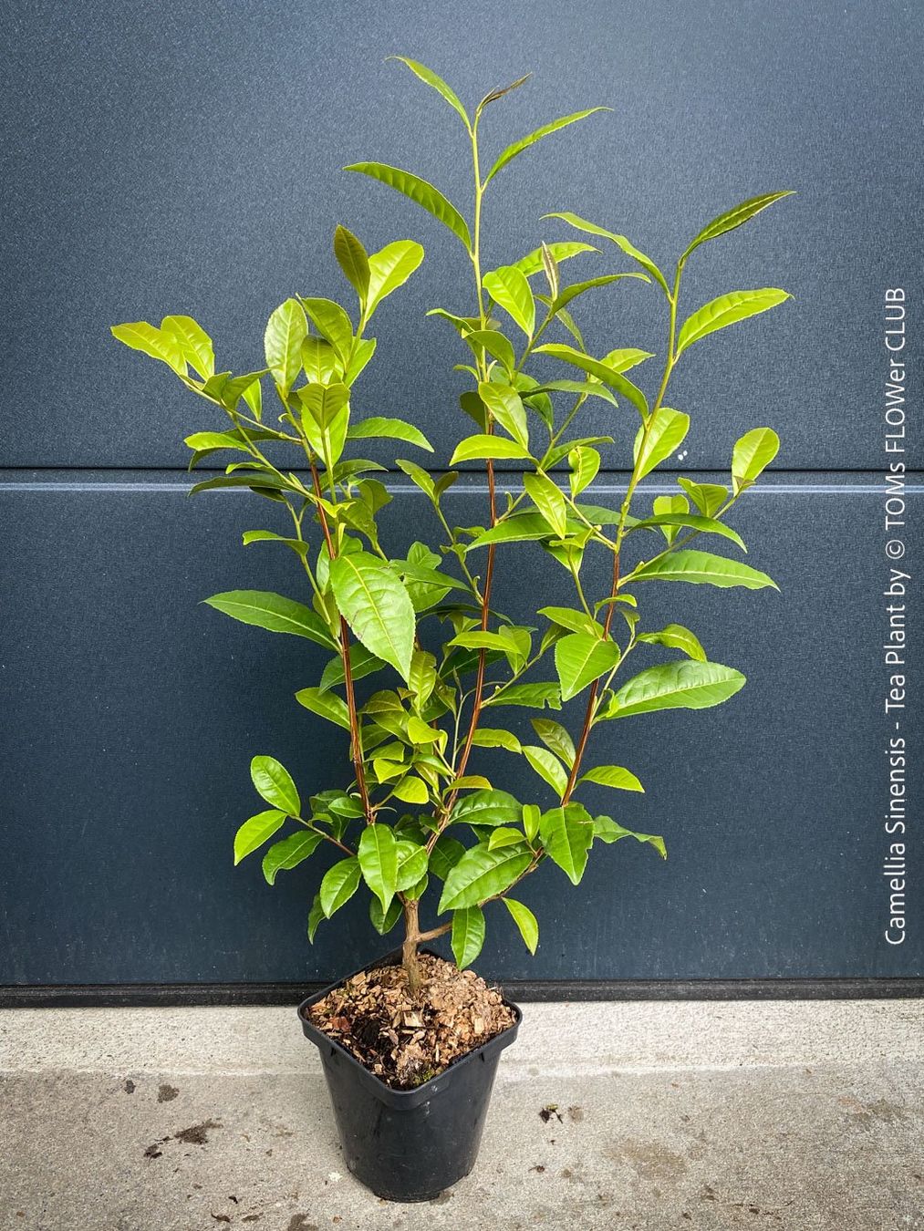 Piante & sementi: Camellia Sinensis - Teepflanze – Nuovo e nell'imballaggio originale da Adliswil venduto da astom369 6