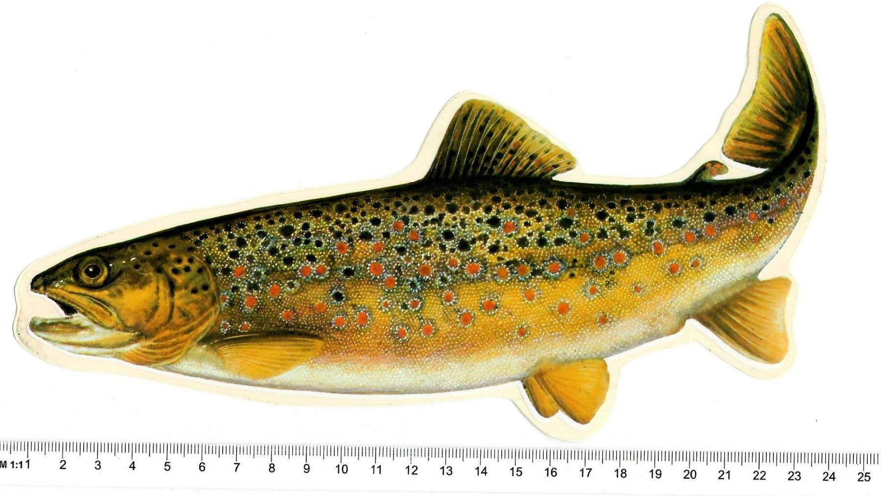 Sticker: Bachforelle   🐟  Aufkleber – Nuovo e nell'imballaggio originale da Roggwil BE venduto da buggs04 1