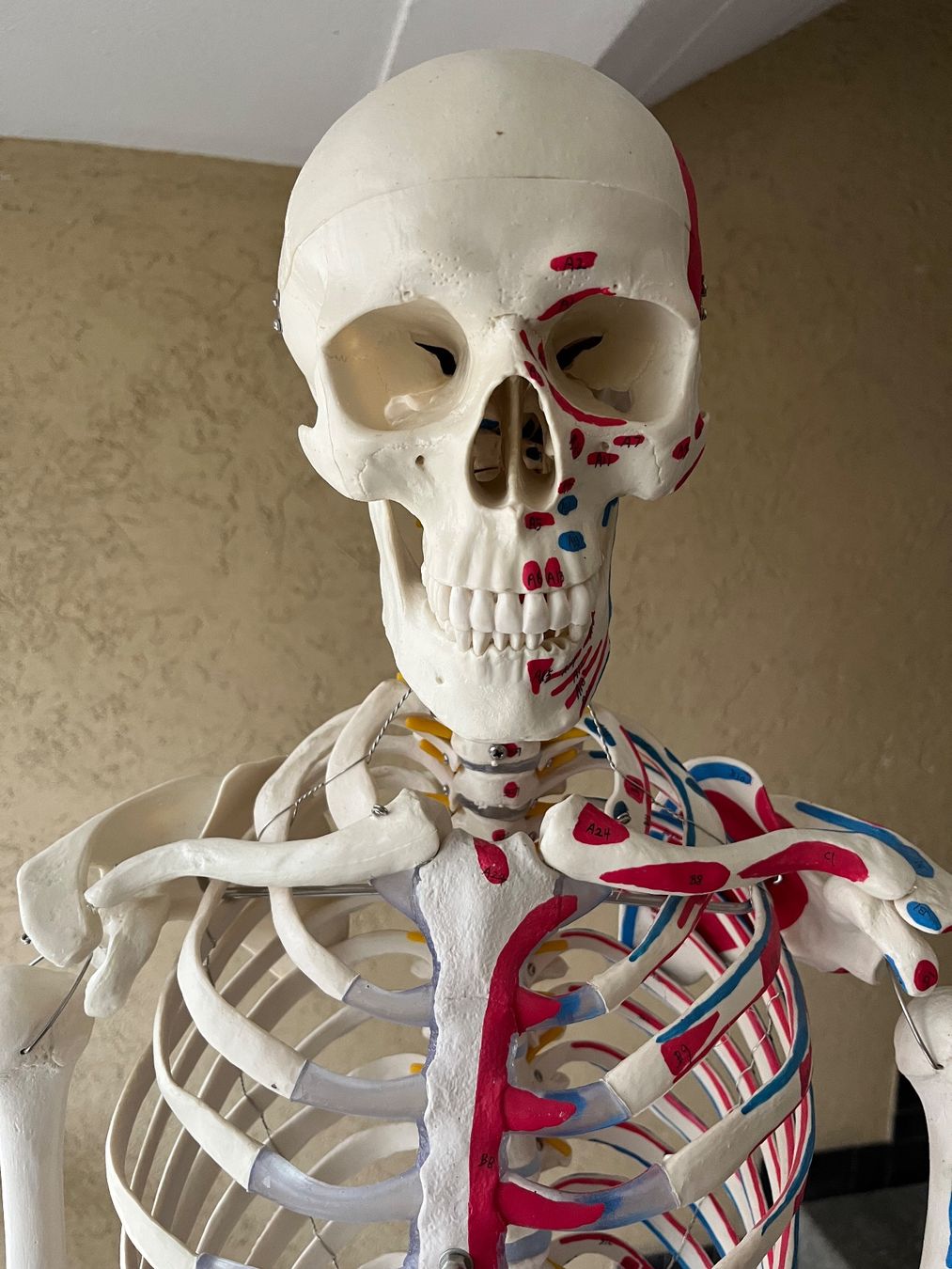 Kits de montage: Anatomisches Skelett Modell – D'occasion à Romanshorn par mat_ty9q 2
