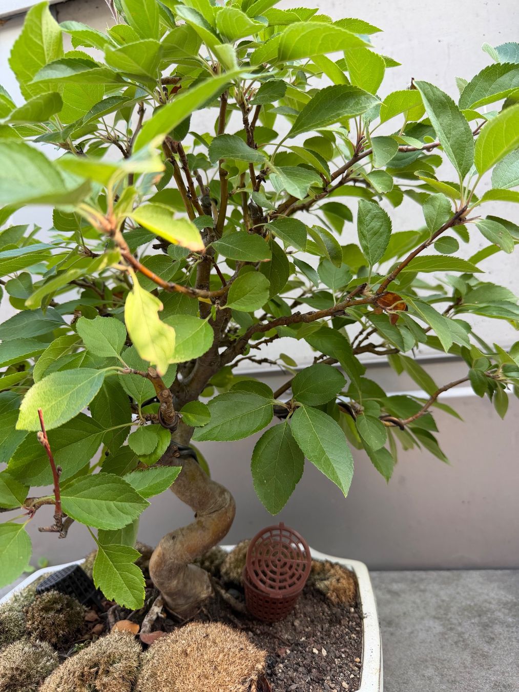 Piante & sementi: Zierapfel Bonsai – Usato da Ennetbaden venduto da miboo 5