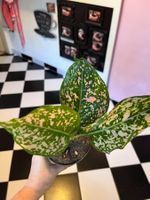 Aglaonema plante d’intérieur