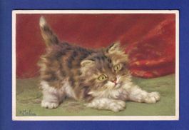 CHAT - Chaton aux yeux verts - D. Merlin