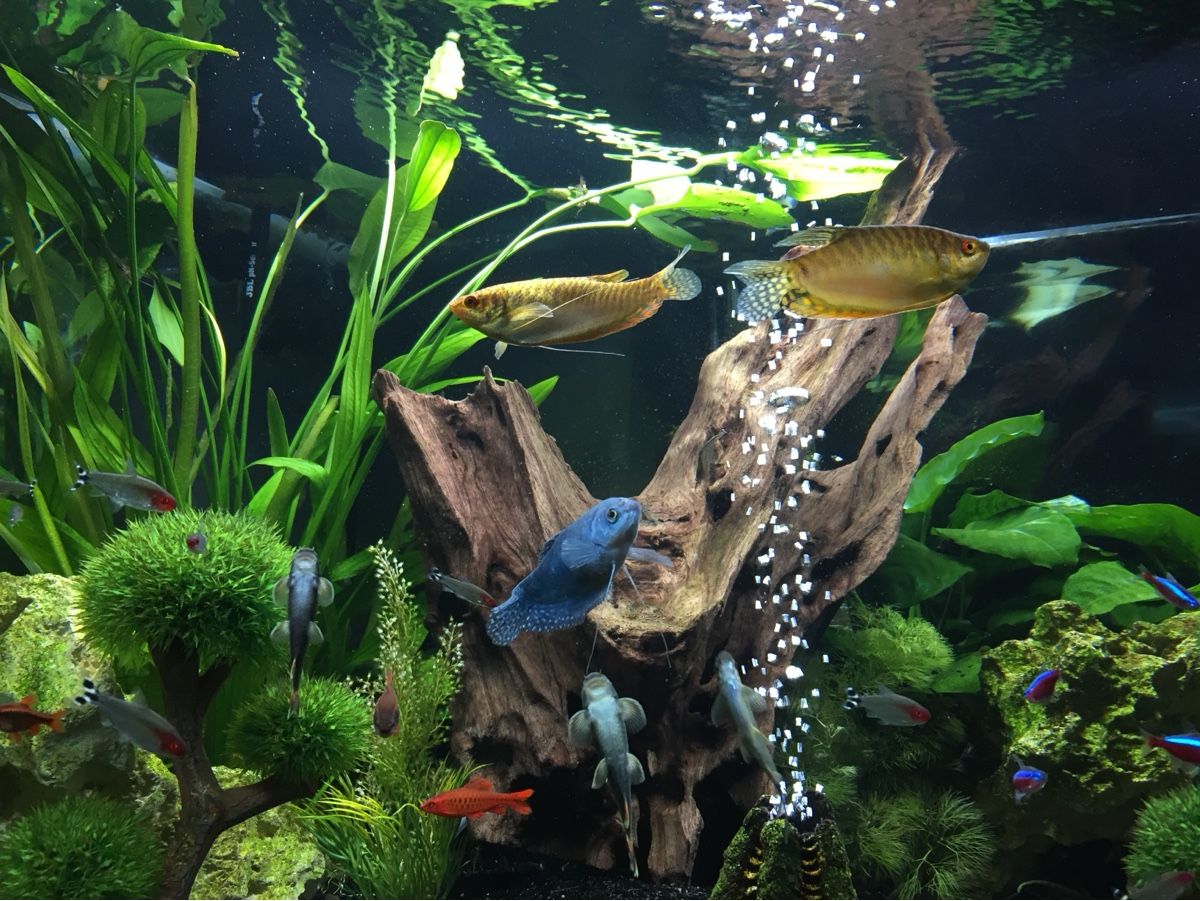 Juwel Aquarium: JUWEL Trigon 350 Liter – Gebraucht aus Berikon von MLukethe1st 3