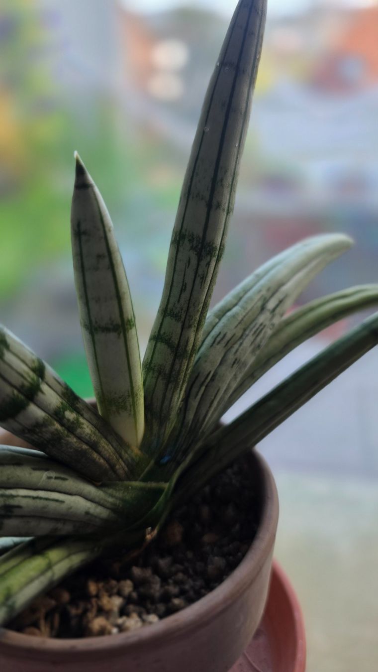 Piante & sementi: Sansevieria "Iceman" RARITÄT – Nuovo (secondo la descrizione) da Zürich venduto da The_Plant_Wizard 2